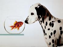 Dalmation Dog Looking at Dalmation Fish-Michel Tcherevkoff-Art Print