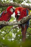 Scarlet macaws (Ara macao) wild Chiapas State, Mexico.-Michele Benoy-Westmorland-Photographic Print