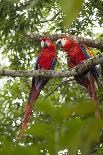 Scarlet macaws (Ara macao) wild Chiapas State, Mexico.-Michele Benoy-Westmorland-Premier Image Canvas