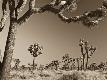 Premium Photographic Print