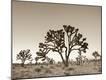 Premium Photographic Print
