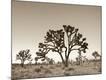 Premium Photographic Print