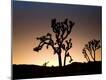 Premium Photographic Print