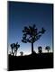 Premium Photographic Print
