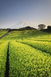 Japan, Shizuoka Prefecture, Mt Fuji and Green Tea Plantations-Michele Falzone-Photographic Print