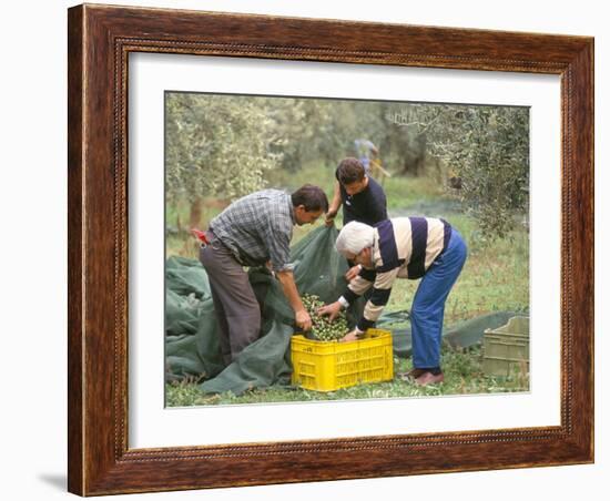 Michele Galantino Gathering Olives for Fine Extra Virgin Oil on His Estate, Puglia, Italy-Michael Newton-Framed Photographic Print