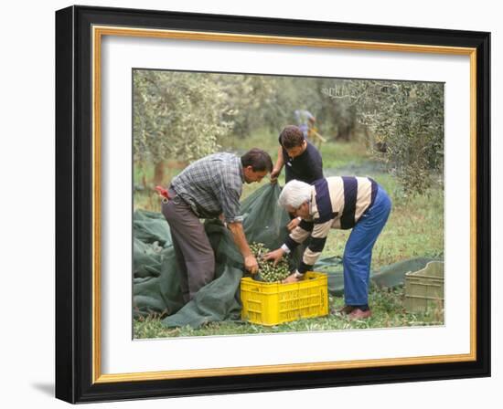 Michele Galantino Gathering Olives for Fine Extra Virgin Oil on His Estate, Puglia, Italy-Michael Newton-Framed Photographic Print