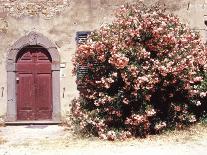 Door and Pink Oleander Flowers, Lucardo, Tuscany, Italy-Michele Molinari-Photographic Print