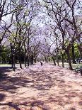Jacarandas Trees Bloom in City Parks, Parque 3 de Febrero, Palermo, Buenos Aires, Argentina-Michele Molinari-Framed Photographic Print