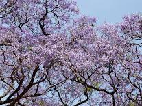 Jacaranda Trees Blooming in City Park, Buenos Aires, Argentina-Michele Molinari-Photographic Print