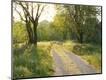 Photographic Print