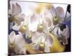 Premium Photographic Print