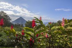 Arenal Volcano in Costa Rica with tropical flowers.-Michele Niles-Photographic Print
