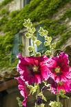 Hollyhocks flowers blooming in Provence region of Southern France.-Michele Niles-Photographic Print