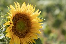 Sunflowers blooming near lavender fields during summer in Valensole, Provence, France.-Michele Niles-Photographic Print