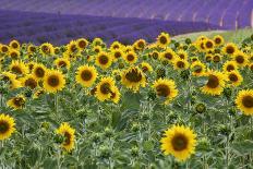 Sunflowers blooming near lavender fields during summer in Valensole, Provence, France.-Michele Niles-Photographic Print