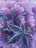 Purple Flower-Michele Westmorland-Photographic Print