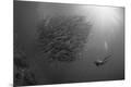Premium Photographic Print
