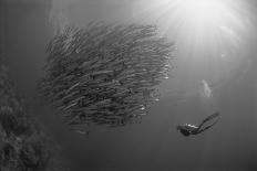 Indonesia, Scuba Diving in Sea-Michele Westmorland-Photographic Print