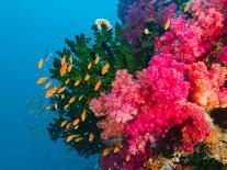Multicolor Soft Corals, Coral Reef, Bligh Water Area, Viti Levu, Fiji Islands, South Pacific-Michele Westmorland-Photographic Print