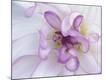 Premium Photographic Print