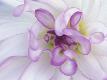Premium Photographic Print