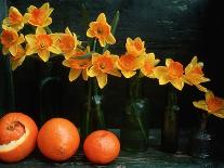 Plate of Lemons and Mimosa Flowers-Michelle Garrett-Photographic Print