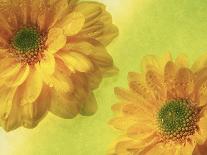 Plate of Lemons and Mimosa Flowers-Michelle Garrett-Framed Premier Image Canvas