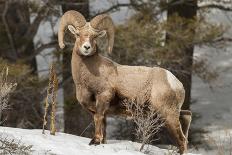 Bighorn Ram Feeding by Quake Lake, Montana.-Michelle Holihan-Laminated Photographic Print