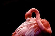 A Beautiful Flamingo Cleaning its Feathers / Shy / American Flamingo Photographed at Flamingo Garde-Michelle Sherwood-Premier Image Canvas