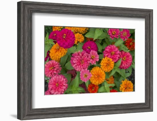 Michigan, Dearborn, Greenfield Village. Close Up of Zinnia Flowers-Cindy Miller Hopkins-Framed Photographic Print