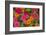 Michigan, Dearborn, Greenfield Village. Close Up of Zinnia Flowers-Cindy Miller Hopkins-Framed Photographic Print