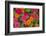 Michigan, Dearborn, Greenfield Village. Close Up of Zinnia Flowers-Cindy Miller Hopkins-Framed Photographic Print