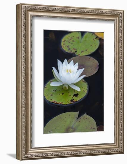 Michigan, Pictured Rock National Lakeshore. White Water Lily Flowering in a Pond-Judith Zimmerman-Framed Photographic Print