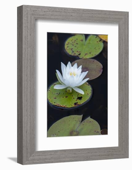 Michigan, Pictured Rock National Lakeshore. White Water Lily Flowering in a Pond-Judith Zimmerman-Framed Photographic Print