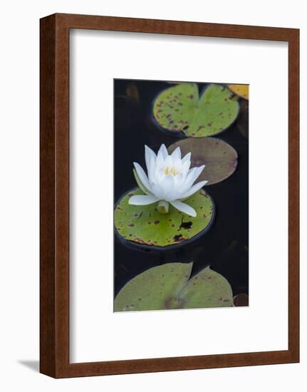 Michigan, Pictured Rock National Lakeshore. White Water Lily Flowering in a Pond-Judith Zimmerman-Framed Photographic Print