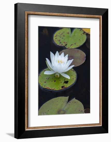 Michigan, Pictured Rock National Lakeshore. White Water Lily Flowering in a Pond-Judith Zimmerman-Framed Photographic Print