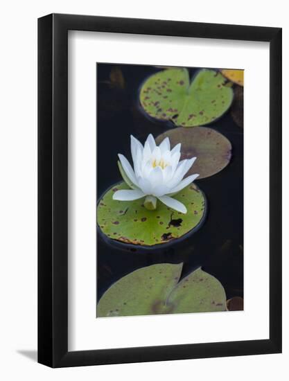 Michigan, Pictured Rock National Lakeshore. White Water Lily Flowering in a Pond-Judith Zimmerman-Framed Photographic Print