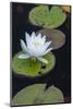 Michigan, Pictured Rock National Lakeshore. White Water Lily Flowering in a Pond-Judith Zimmerman-Mounted Photographic Print