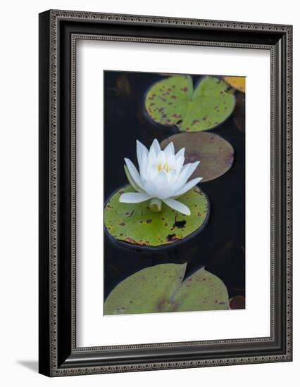 Michigan, Pictured Rock National Lakeshore. White Water Lily Flowering in a Pond-Judith Zimmerman-Framed Photographic Print