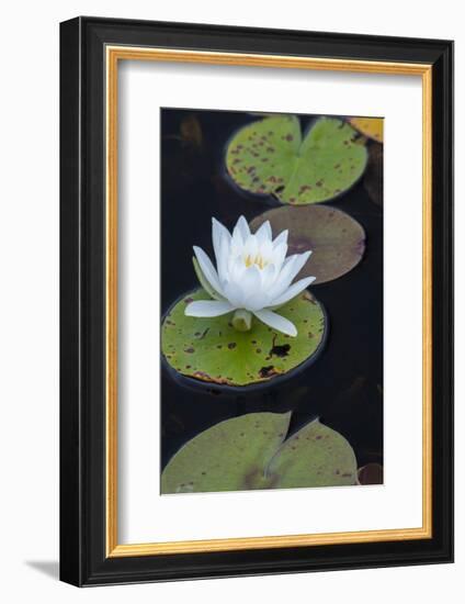 Michigan, Pictured Rock National Lakeshore. White Water Lily Flowering in a Pond-Judith Zimmerman-Framed Photographic Print