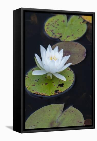 Michigan, Pictured Rock National Lakeshore. White Water Lily Flowering in a Pond-Judith Zimmerman-Framed Premier Image Canvas