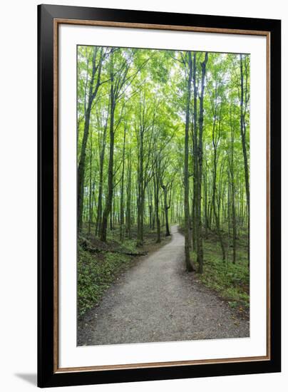 Michigan, Pictured Rocks National Lakeshore, trail to Miners Falls-Jamie & Judy Wild-Framed Premium Photographic Print