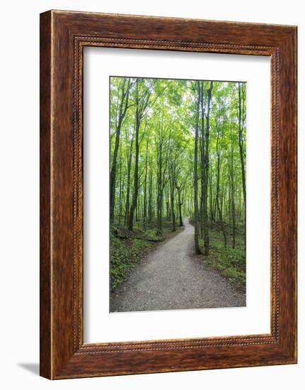 Michigan, Pictured Rocks National Lakeshore, trail to Miners Falls-Jamie & Judy Wild-Framed Photographic Print