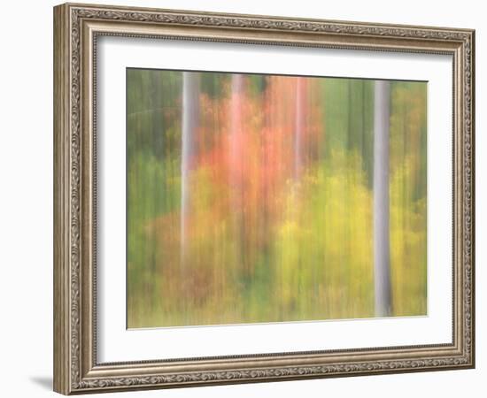 Michigan, Upper Peninsula. a Panned Motion Blur of Autumn Woodland-Julie Eggers-Framed Photographic Print