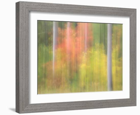 Michigan, Upper Peninsula. a Panned Motion Blur of Autumn Woodland-Julie Eggers-Framed Photographic Print