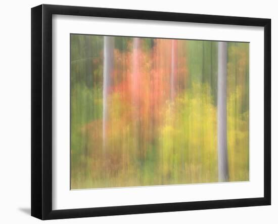 Michigan, Upper Peninsula. a Panned Motion Blur of Autumn Woodland-Julie Eggers-Framed Photographic Print