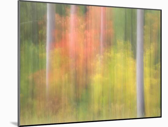 Michigan, Upper Peninsula. a Panned Motion Blur of Autumn Woodland-Julie Eggers-Mounted Photographic Print