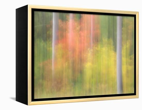 Michigan, Upper Peninsula. a Panned Motion Blur of Autumn Woodland-Julie Eggers-Framed Premier Image Canvas