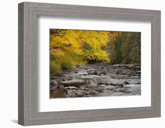 Michigan, Upper Peninsula. Autumn-Colored Trees Along Sturgeon River-Don Grall-Framed Photographic Print